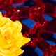 Illustration for article titled 15 Photos Taken (Mostly) In Three Colors